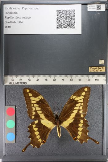 Media type: image; Entomology 135428